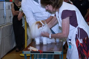 Wiltshire & District Cat Club Show 2009 Pictures by Paul Marshall